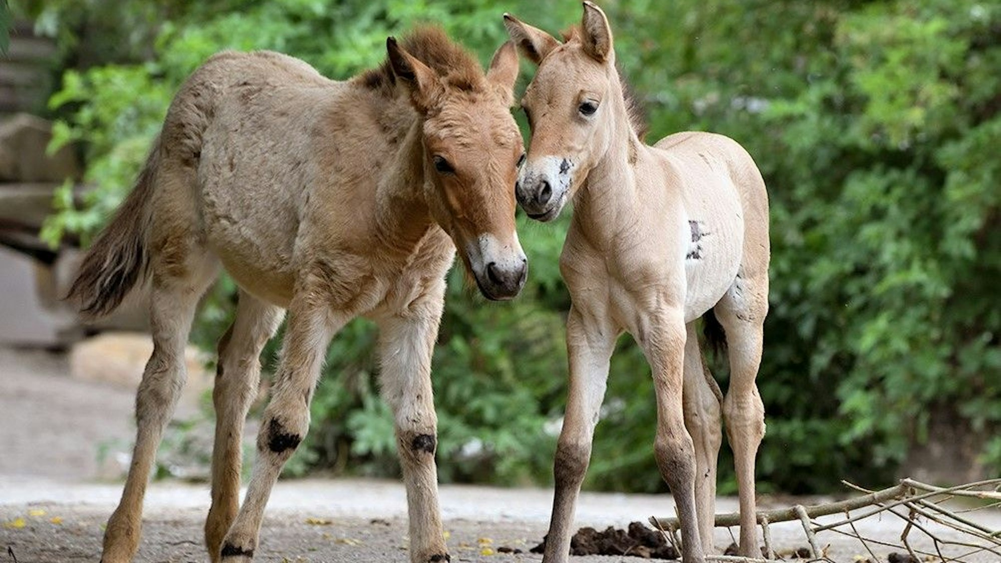 Das Bild zeigt zwei junge Wildpferde.