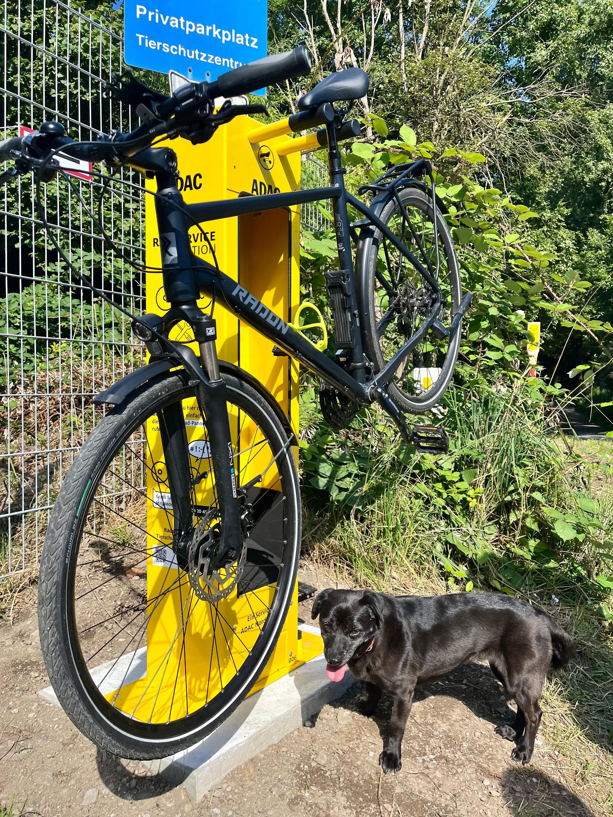 Hund an Fahrradstation