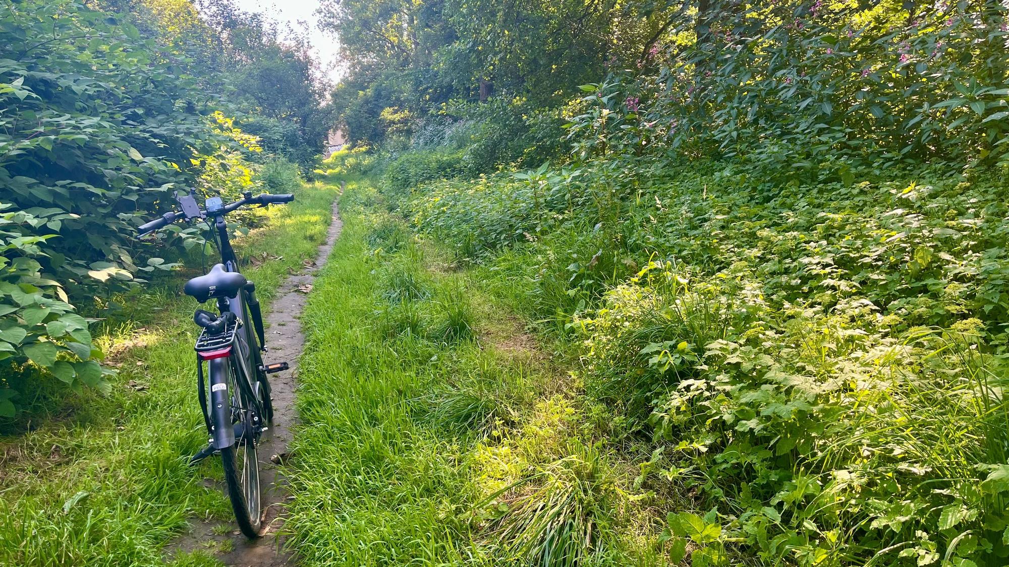 Fahrrad auf Trampelpfad