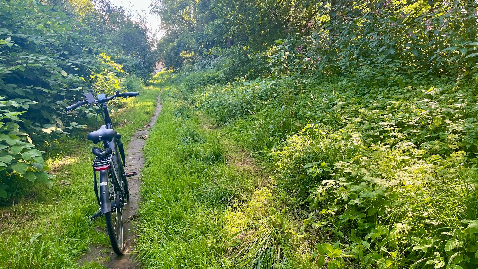 Fahrrad auf Trampelpfad
