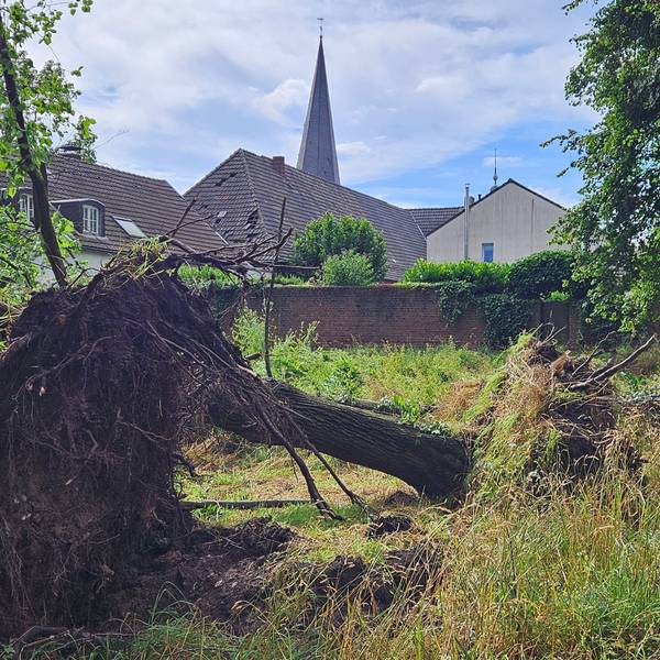 Vor dem Ort Alt-Kaster liegen vor der Stadtmauer mehrere entwurzelte Bäume.