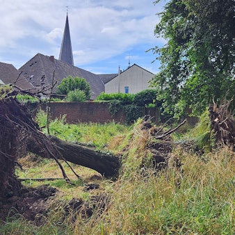 Vor dem Ort Alt-Kaster liegen vor der Stadtmauer mehrere entwurzelte Bäume.