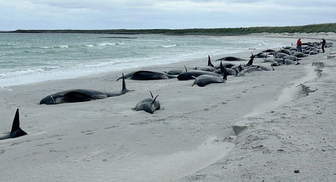 Großbritannien, Kirkwall: Dutzende Grindwale liegen auf einem Strand auf den schottischen Orkney-Inseln.