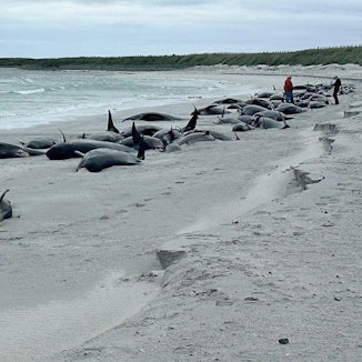 Großbritannien, Kirkwall: Dutzende Grindwale liegen auf einem Strand auf den schottischen Orkney-Inseln.