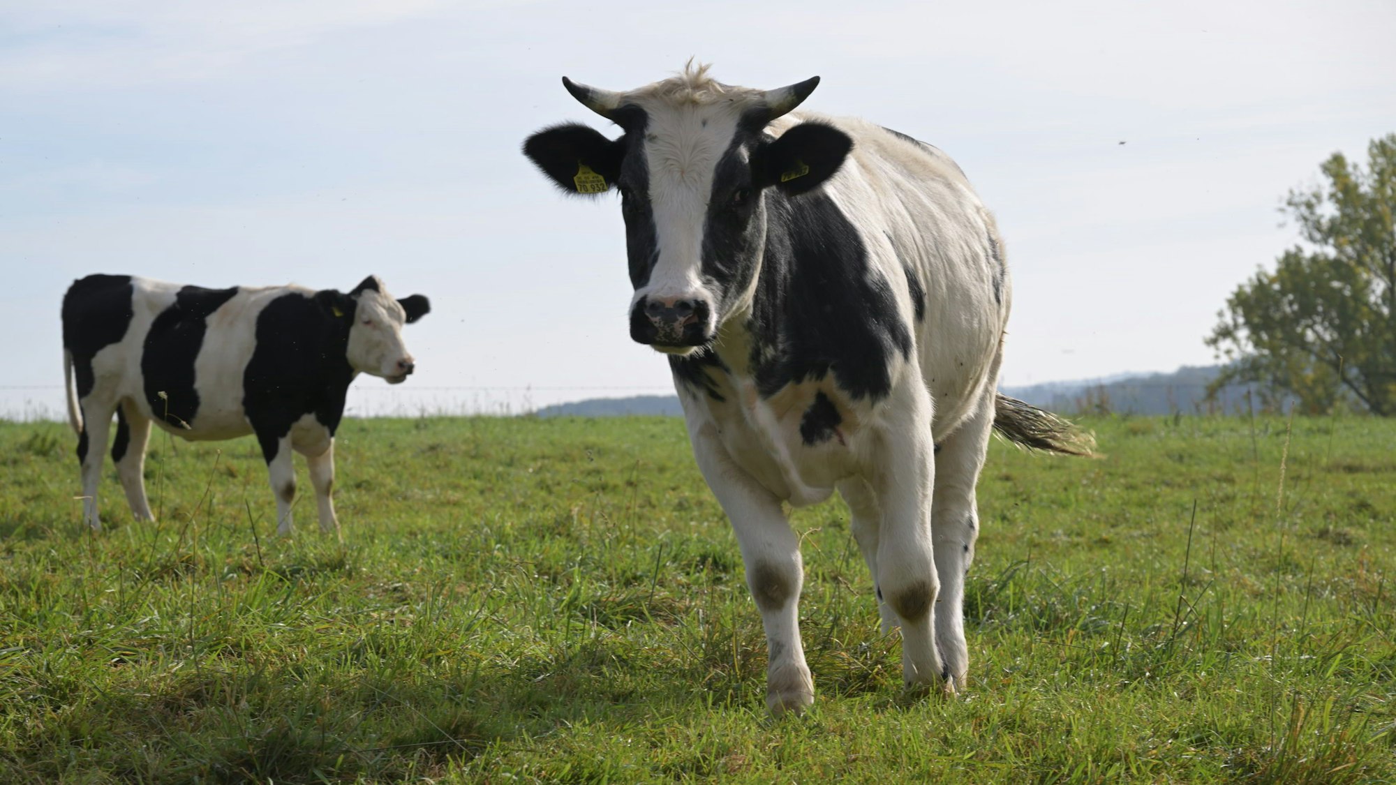 Die für Kühe gefährlichen Viren werden über Mücken übertragen.