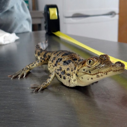 Die undatierte Aufnahme zeigt ein im Zoo von Hoyerswerda (Sachsen) geschlüpftes Rauten-Krokodil bei der Längenbestimmung.