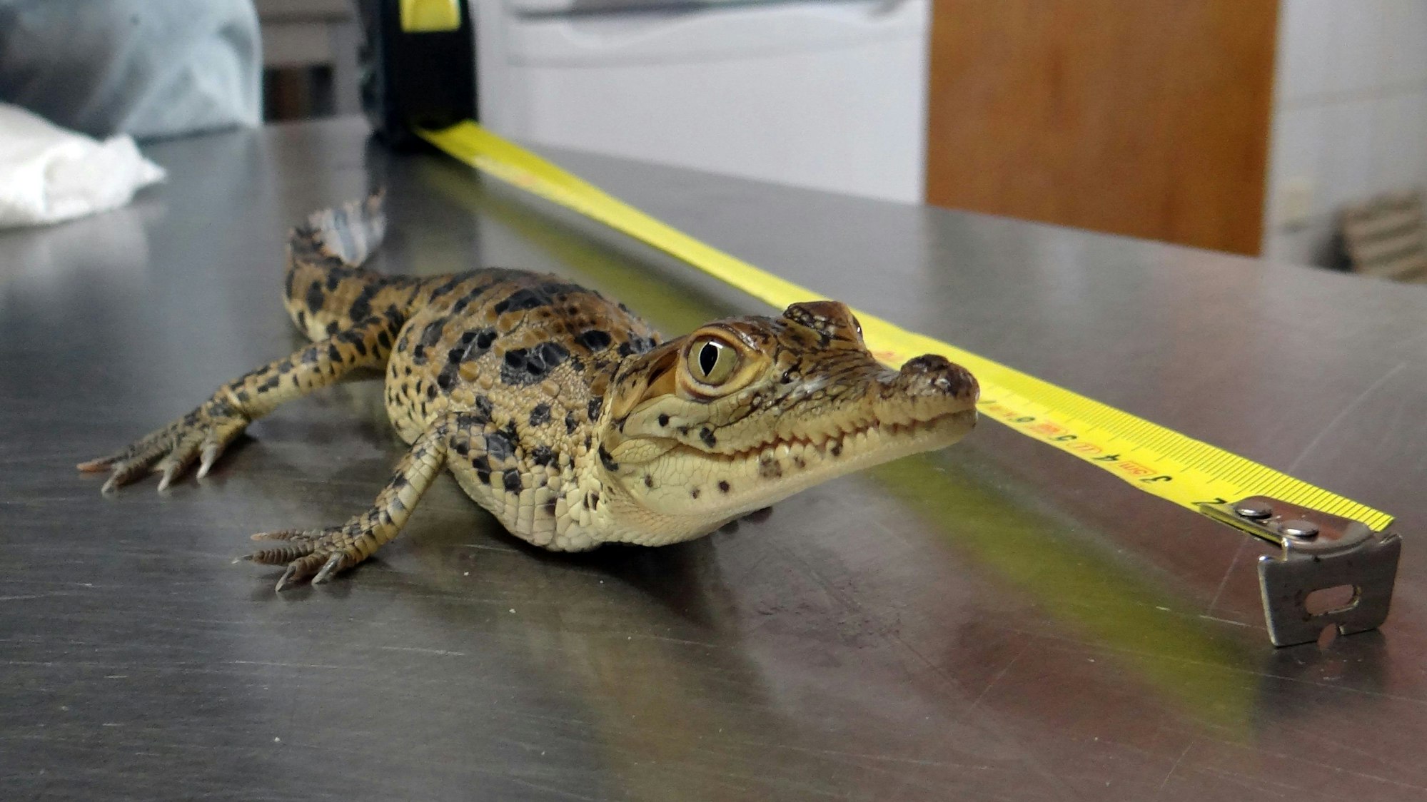 Die undatierte Aufnahme zeigt ein im Zoo von Hoyerswerda (Sachsen) geschlüpftes Rauten-Krokodil bei der Längenbestimmung.