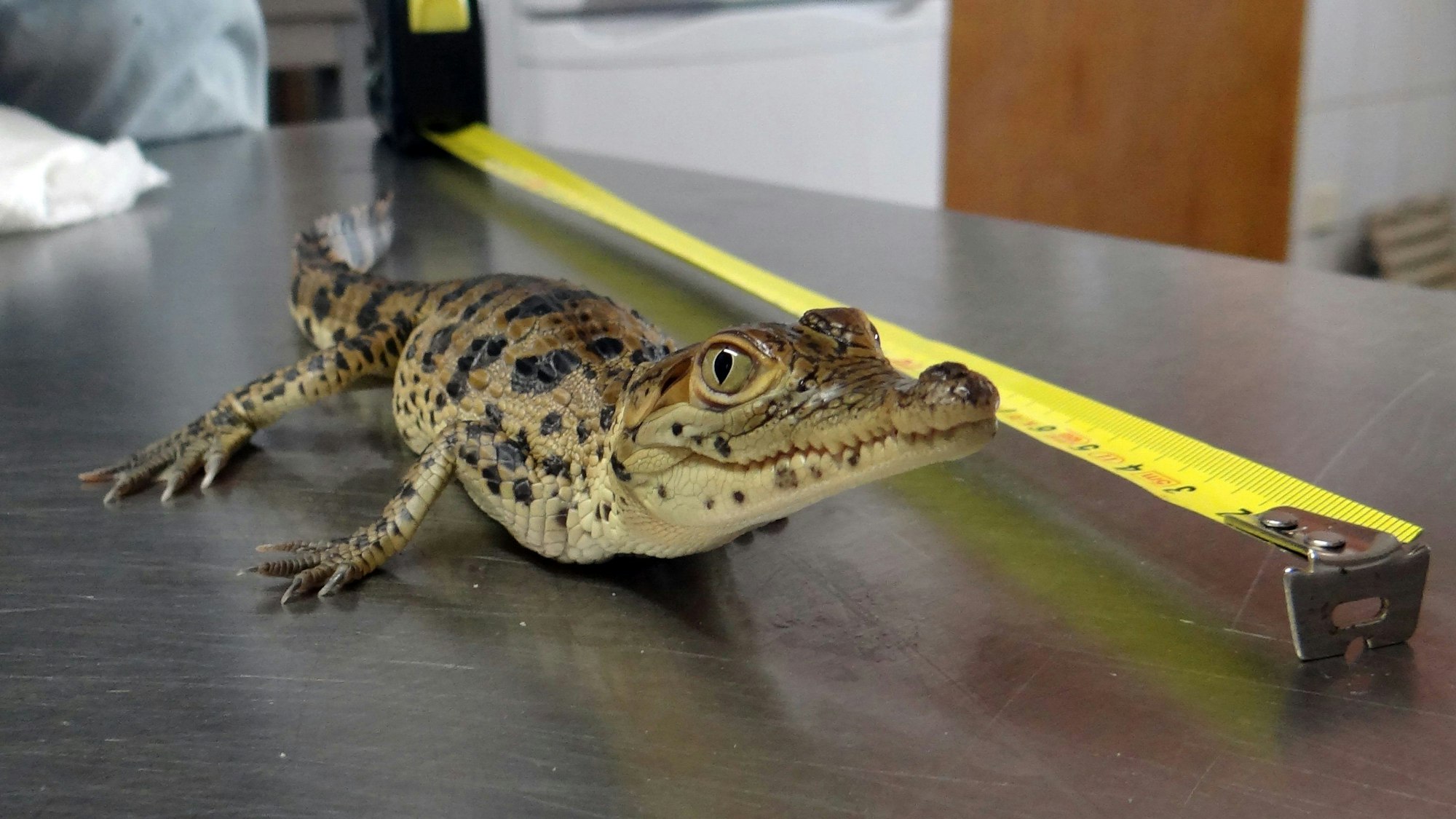 Die undatierte Aufnahme zeigt ein im Zoo von Hoyerswerda (Sachsen) geschlüpftes Rauten-Krokodil bei der Längenbestimmung.