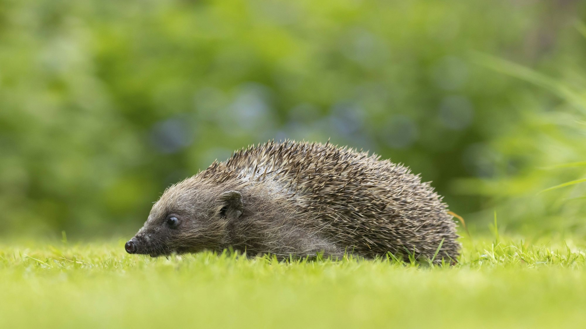 Ein Igel in einer Wiese.