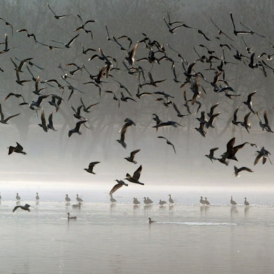 Vögel fliegen über einen See. (Symbolbild)