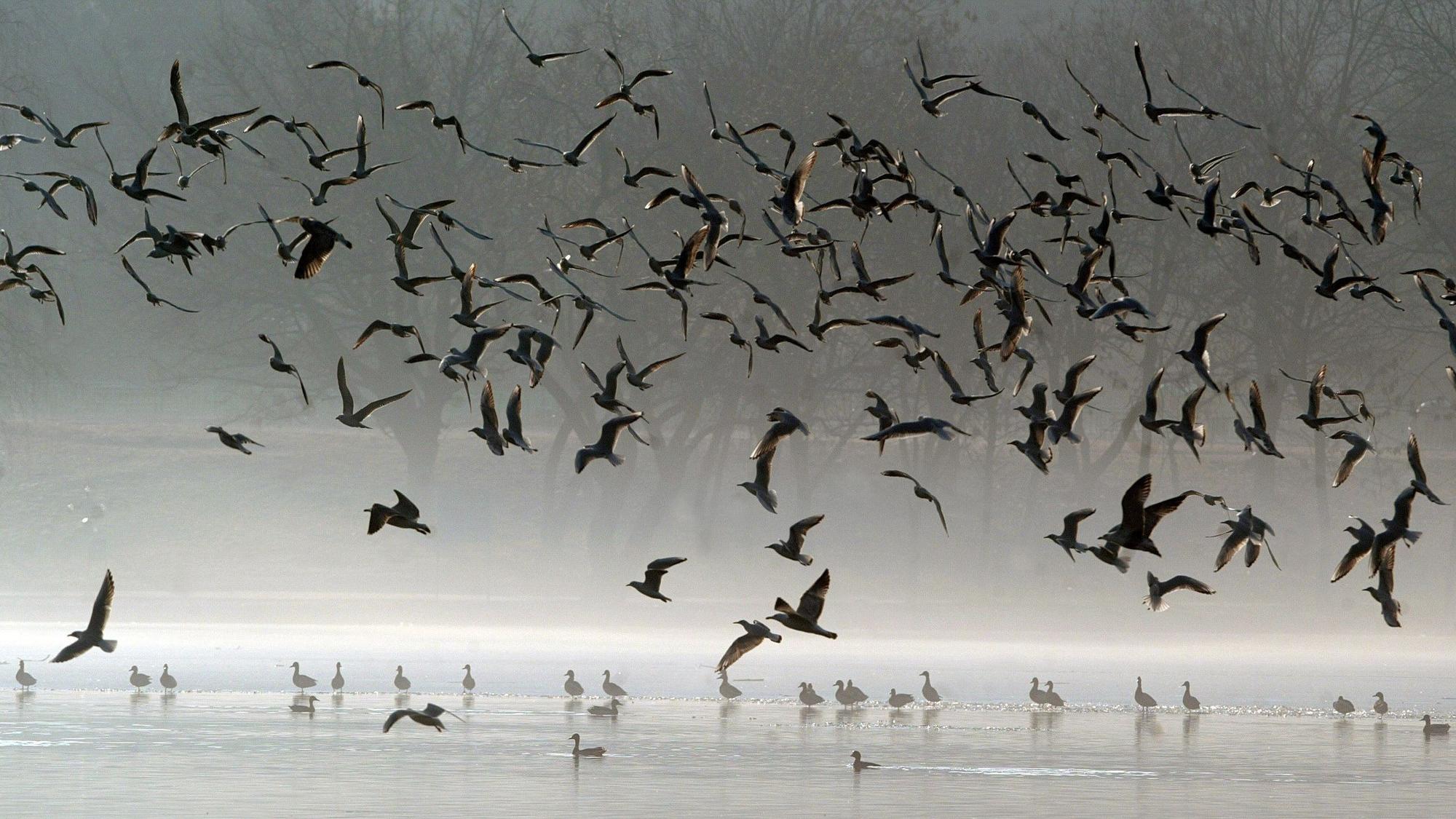 Vögel fliegen über einen See. (Symbolbild)