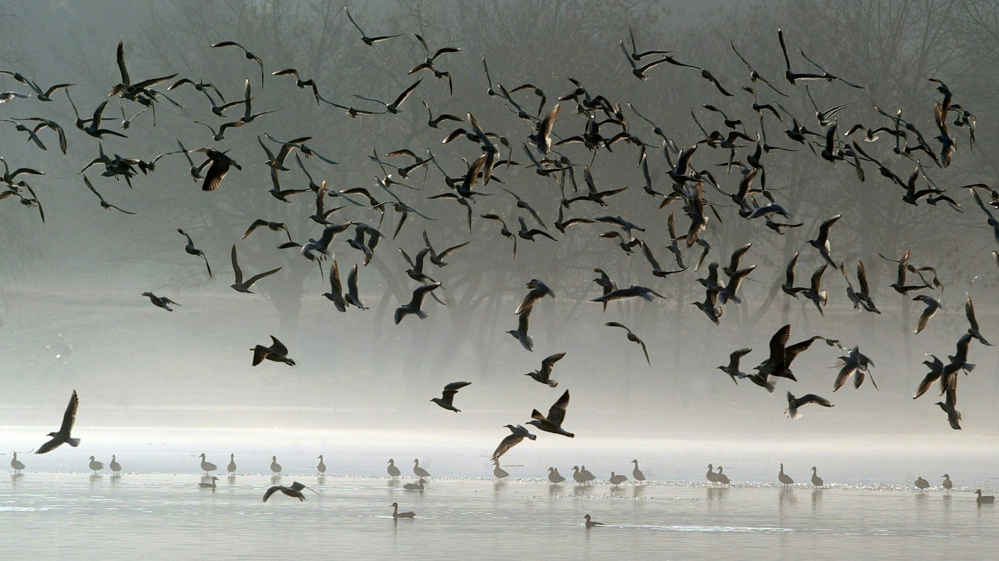 Vögel fliegen über einen See. (Symbolbild)