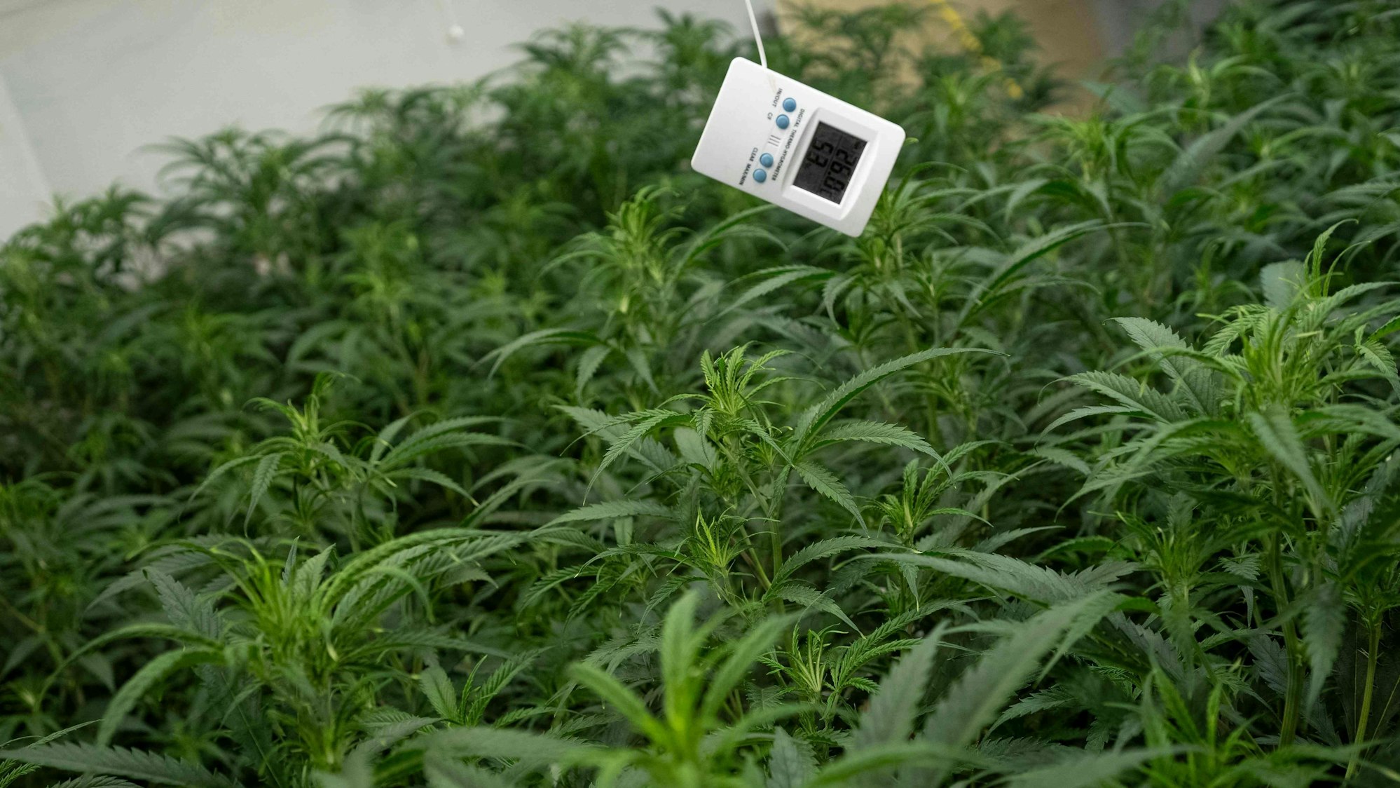 Das Symbolbild zeigt Cannabispflanzen in einer Plantage, darüber hängt ein digitales Thermometer.