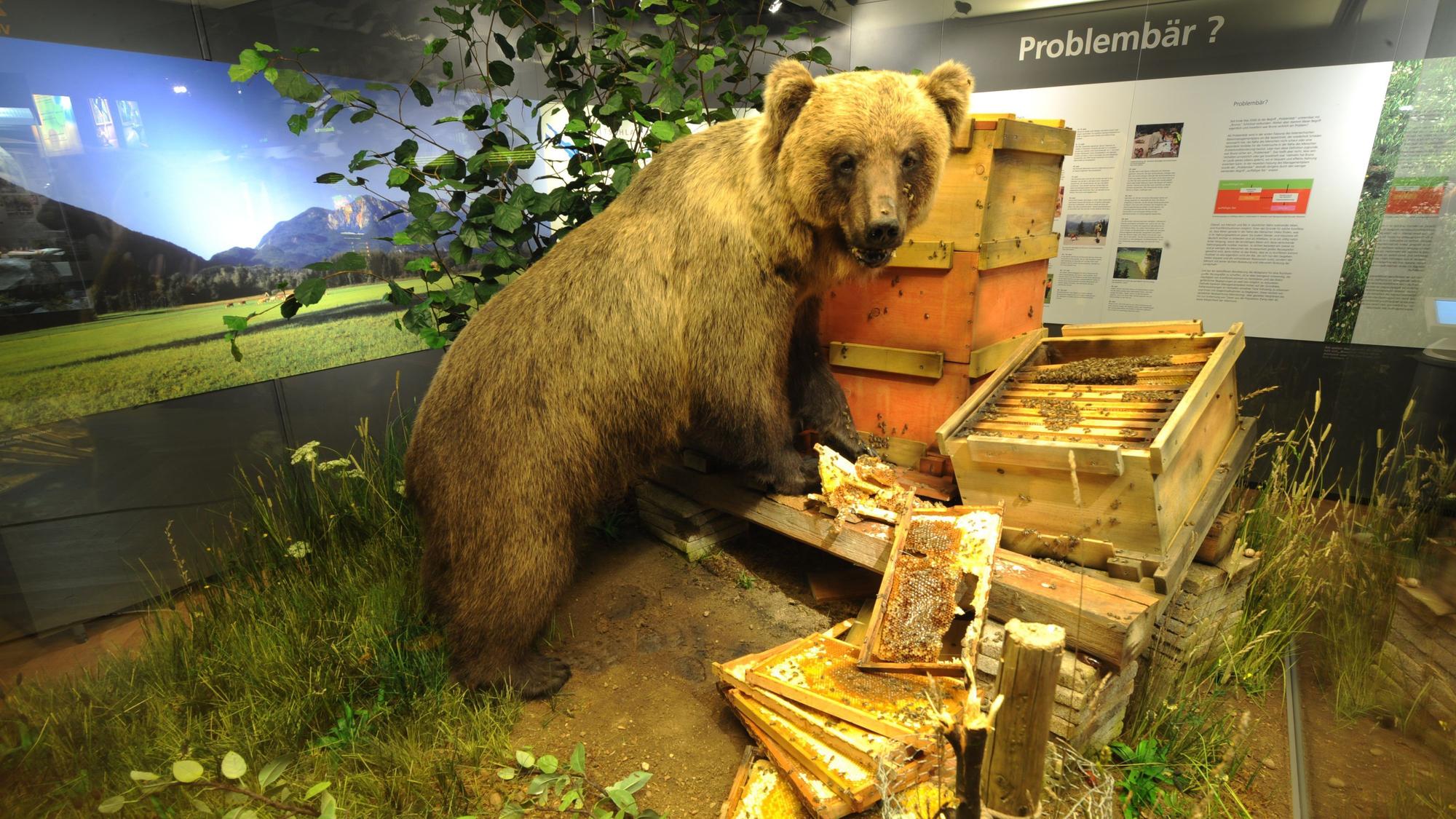 ARCHIV - 26.03.2008, Bayern, München: Der Braunbär «Bruno» ist ausgestopft als Honigdieb im Museum Mensch und Natur in München (Oberbayern) zu sehen. Der junge Bär war im Sommer 2006 aus dem italienischen Trentino nach Bayern eingewandert. Er war der erste Bär in Freiheit, der nach 171 Jahren wieder seine Tatzen auf deutschen Boden setzte.