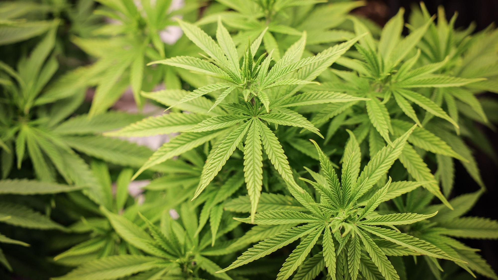 Cannabispflanzen (ca. 4 Wochen alt) in ihrer Wachstumsphase stehen unter künstlicher Beleuchtung in einem Privatraum.
