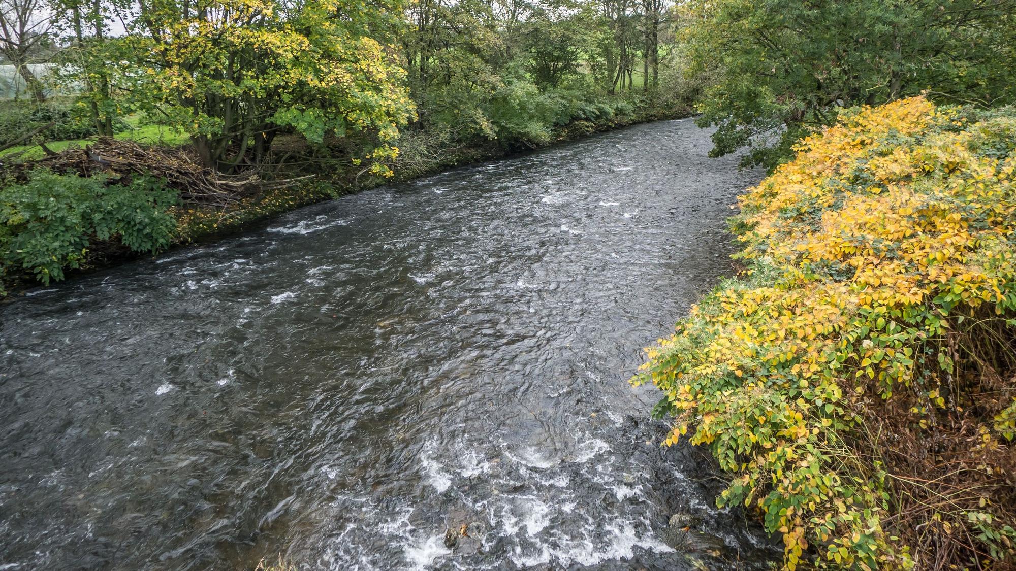 Künftiges Naturschutzgebiet Wupperaue, unterhalb von Reuschenberg.