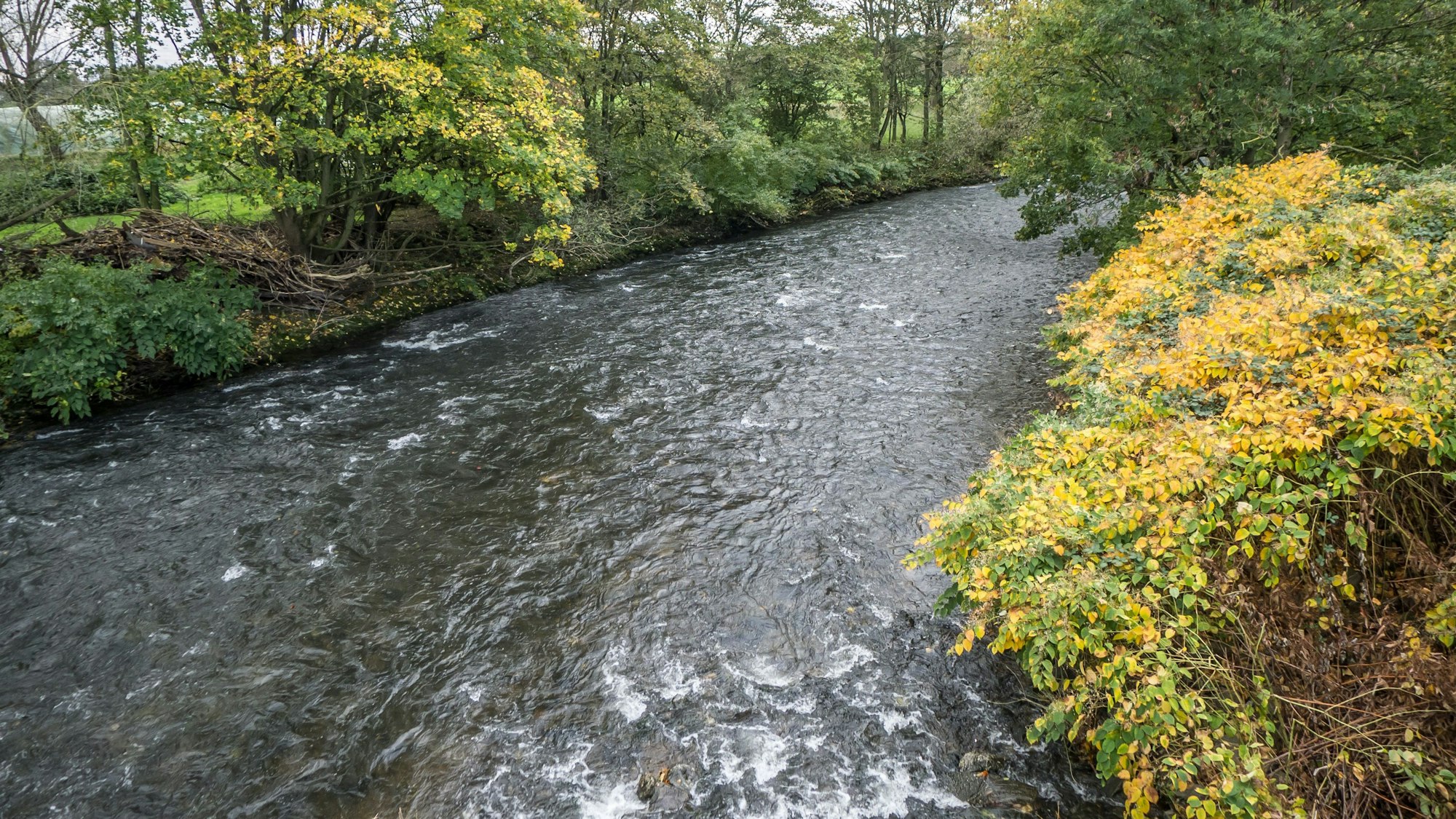 Künftiges Naturschutzgebiet Wupperaue, unterhalb von Reuschenberg.