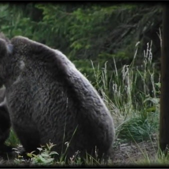 Bärin mit Jungen im Trentino 2014