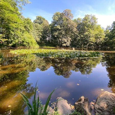 Im Wasser eines Teichs spiegeln sich Bäume.