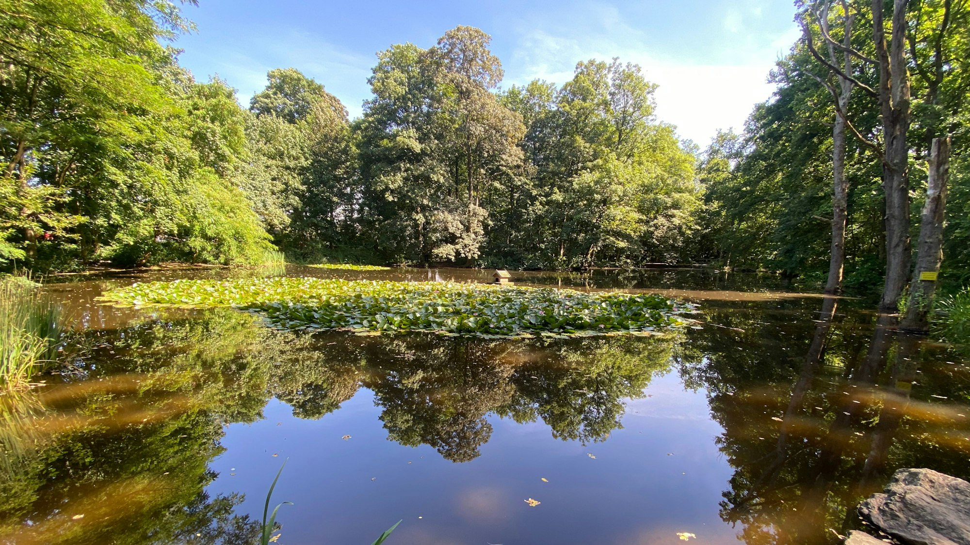 Im Wasser eines Teichs spiegeln sich Bäume.