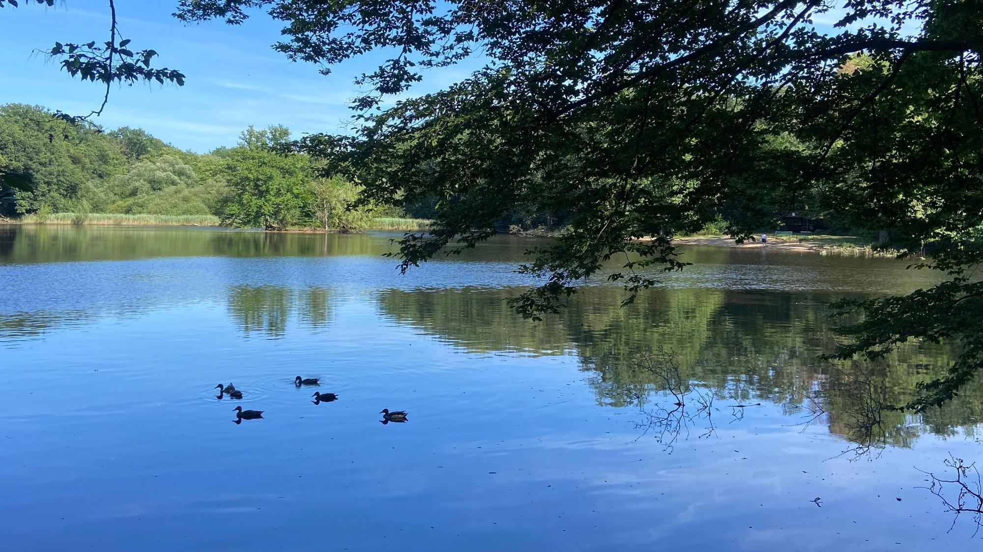 In diesem Jahr ist der Scheuermühlenteich wieder gut mit Wasser gefüllt.
