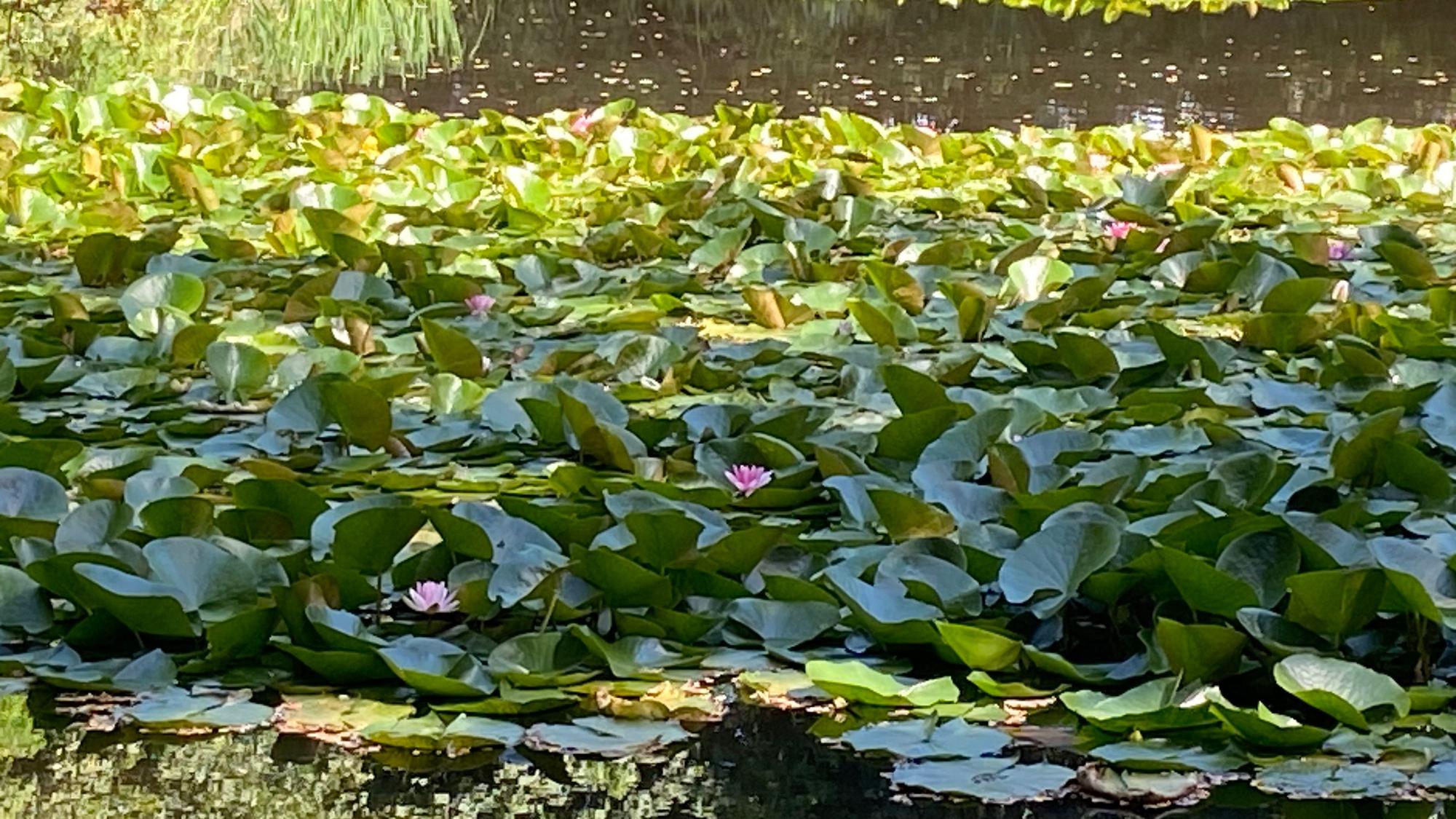 Prächtige Seerosen sind auf dem Wasser zu entdecken.