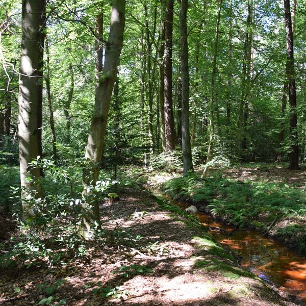 Blick in den Wald bei Dünnwald
