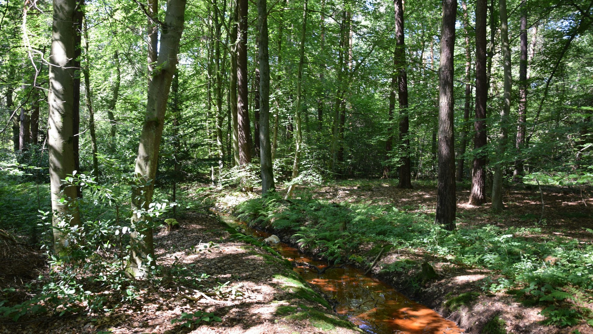 Blick in den Wald bei Dünnwald