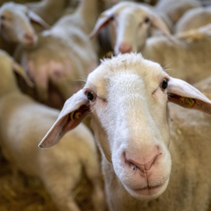 Schafe stehen in einem Stall.