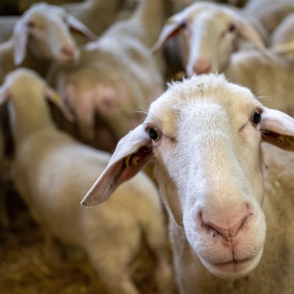 Schafe stehen in einem Stall.