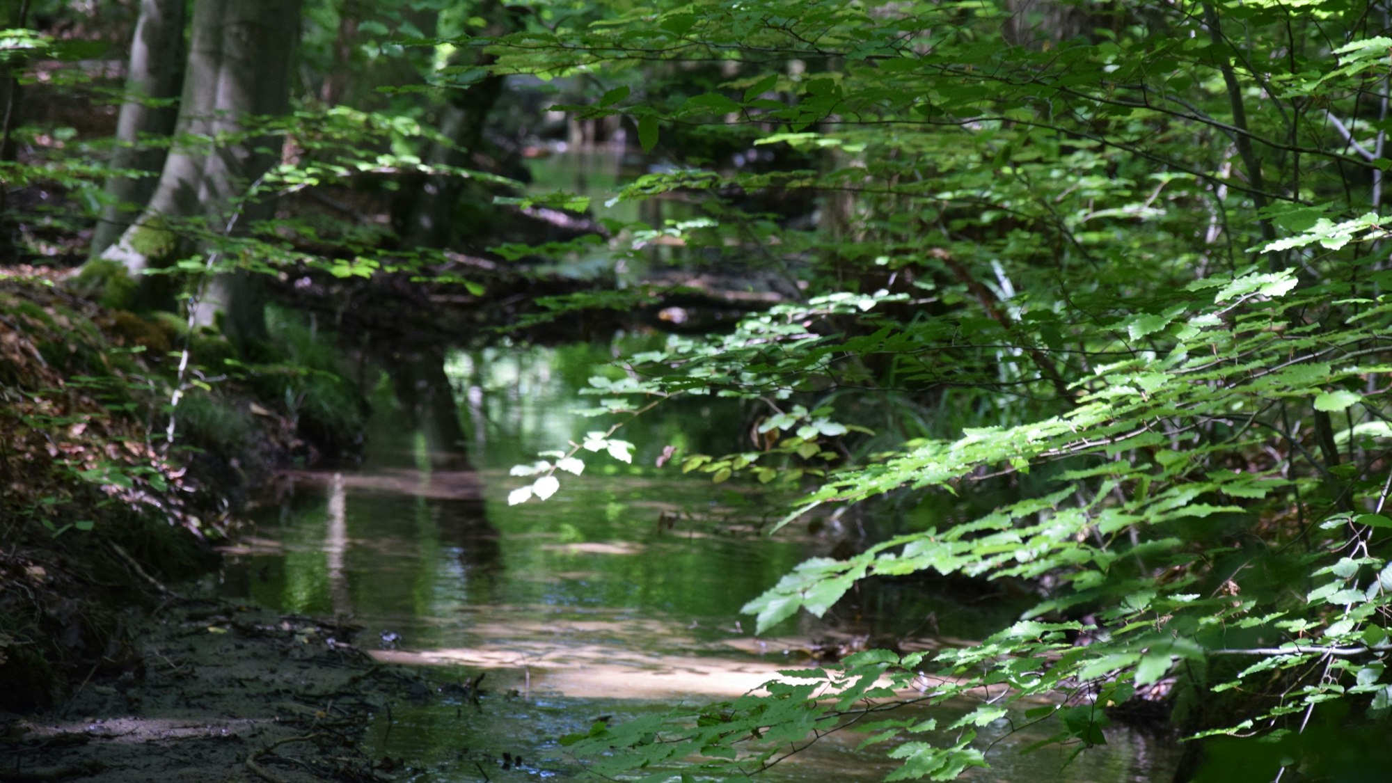 Ein Bach läuft zwischen Bäumen.