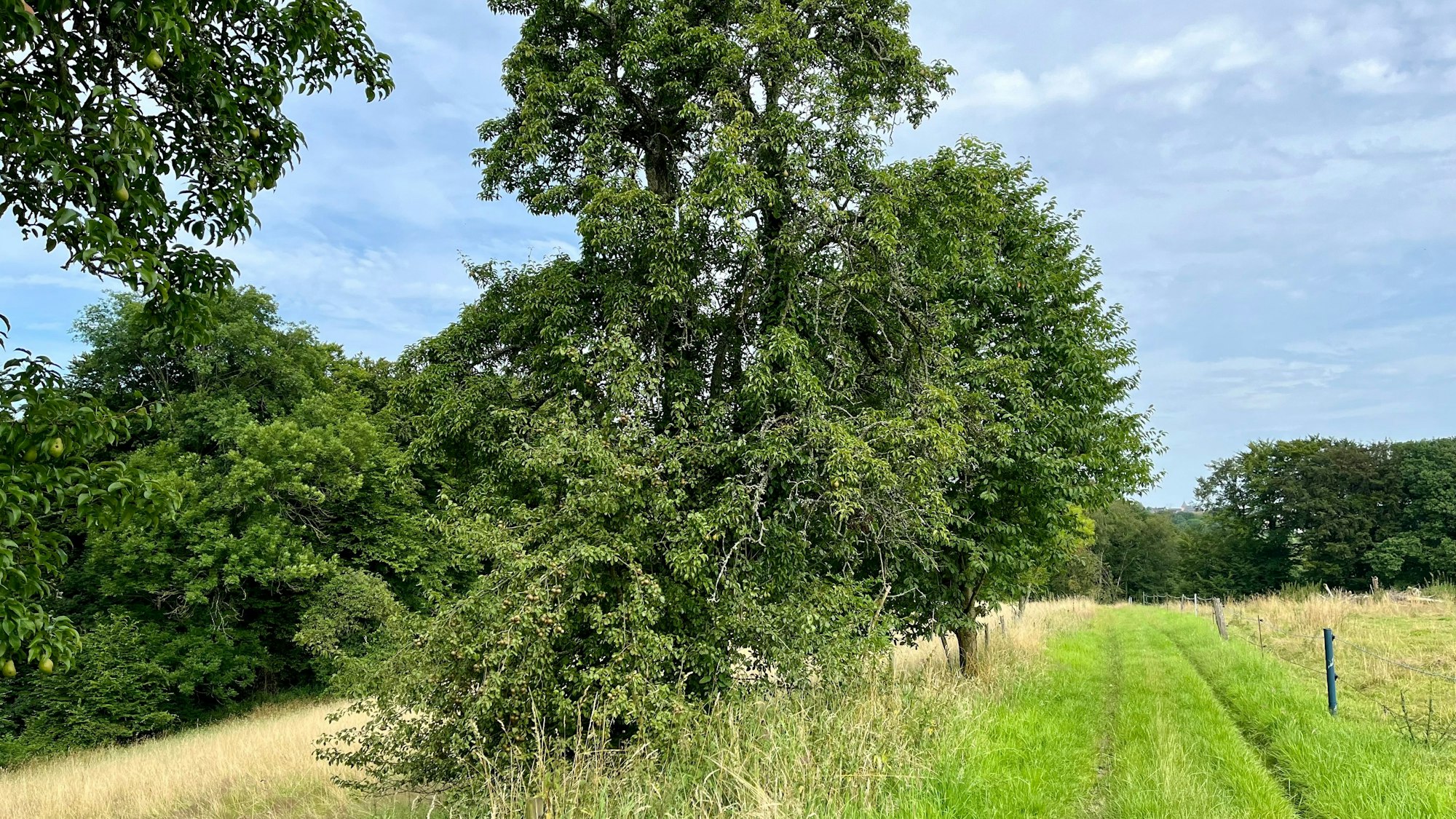 Obstbäume gibt es am Wegesrand in Berringhausen.
