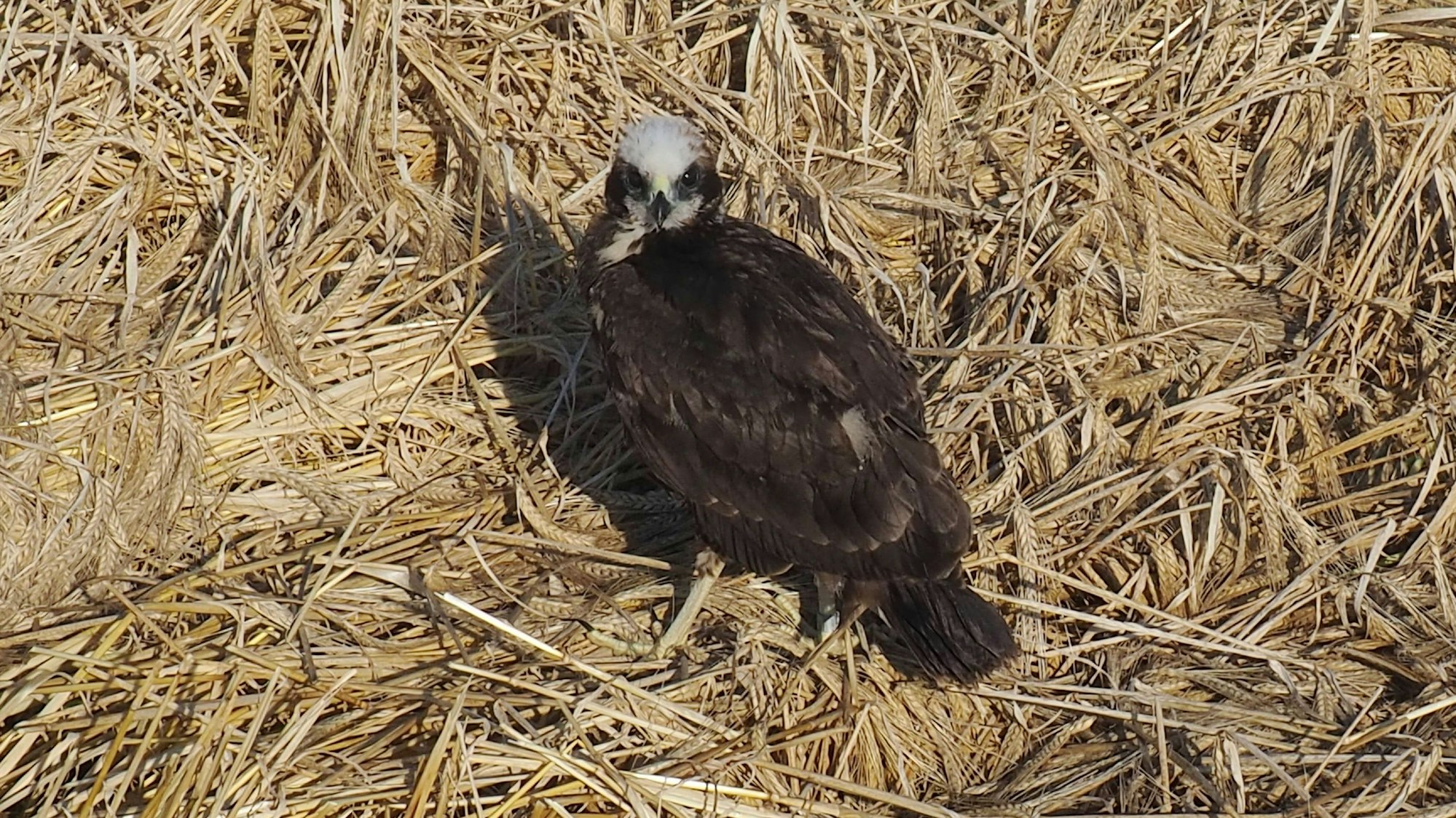 Eine junge Rohrweihe sitzt auf trockenem Getreide.