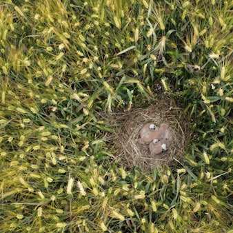 Das Bild zeigt den Blick von oben auf junge Greifvögel, die in einem Kornfeld sitzen.