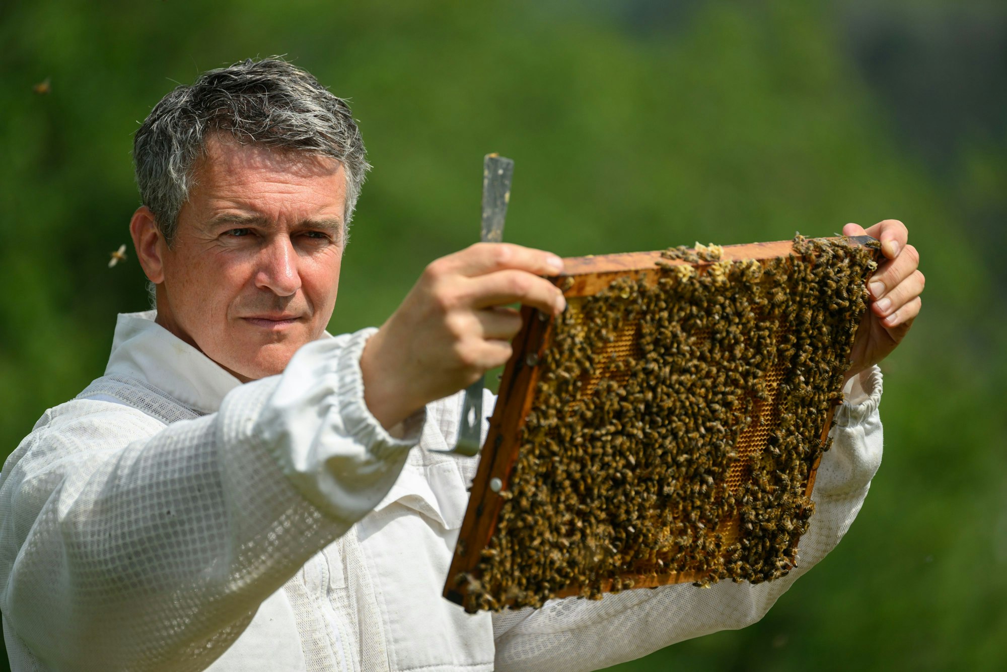 ARCHIV - 05.06.2024, Sachsen, Diera-Zehren: Imker Rico Heinzig kontrolliert seine Bienenkästen. Am 11. Juni 2024 findet die mündliche Berufungsverhandlung im Honig-Streit zwischen dem TV-Satiriker Böhmermann und dem sächsischen Imker statt. Der Moderator will Bienenzüchter und Honigproduzent Rico Heinzig aus Meißen den Vertrieb von und die Werbung für einen nach einer Sendung des «ZDF Magazin Royale» im November 2023 kreierten «Beewashing»-Honig verbieten. (zu dpa: «Böhmermann unterliegt erneut im «Honig-Streit»») Foto: Robert Michael/dpa +++ dpa-Bildfunk +++