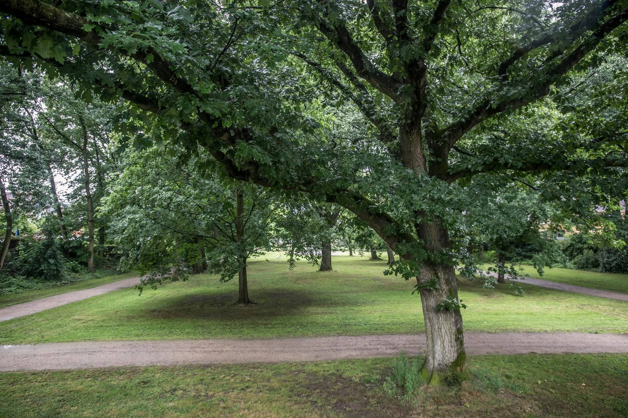 Der Hindenburgpark mit einem alten Eichenbestand ist eine der "grünen Lungen" in der Leverkusener Innenstadt.