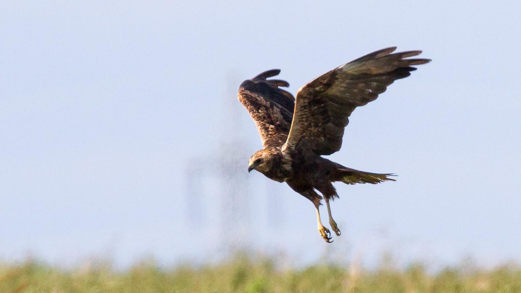 Eine Rohrweihe fliegt mit V-förmig hochgestellten Schwingen.