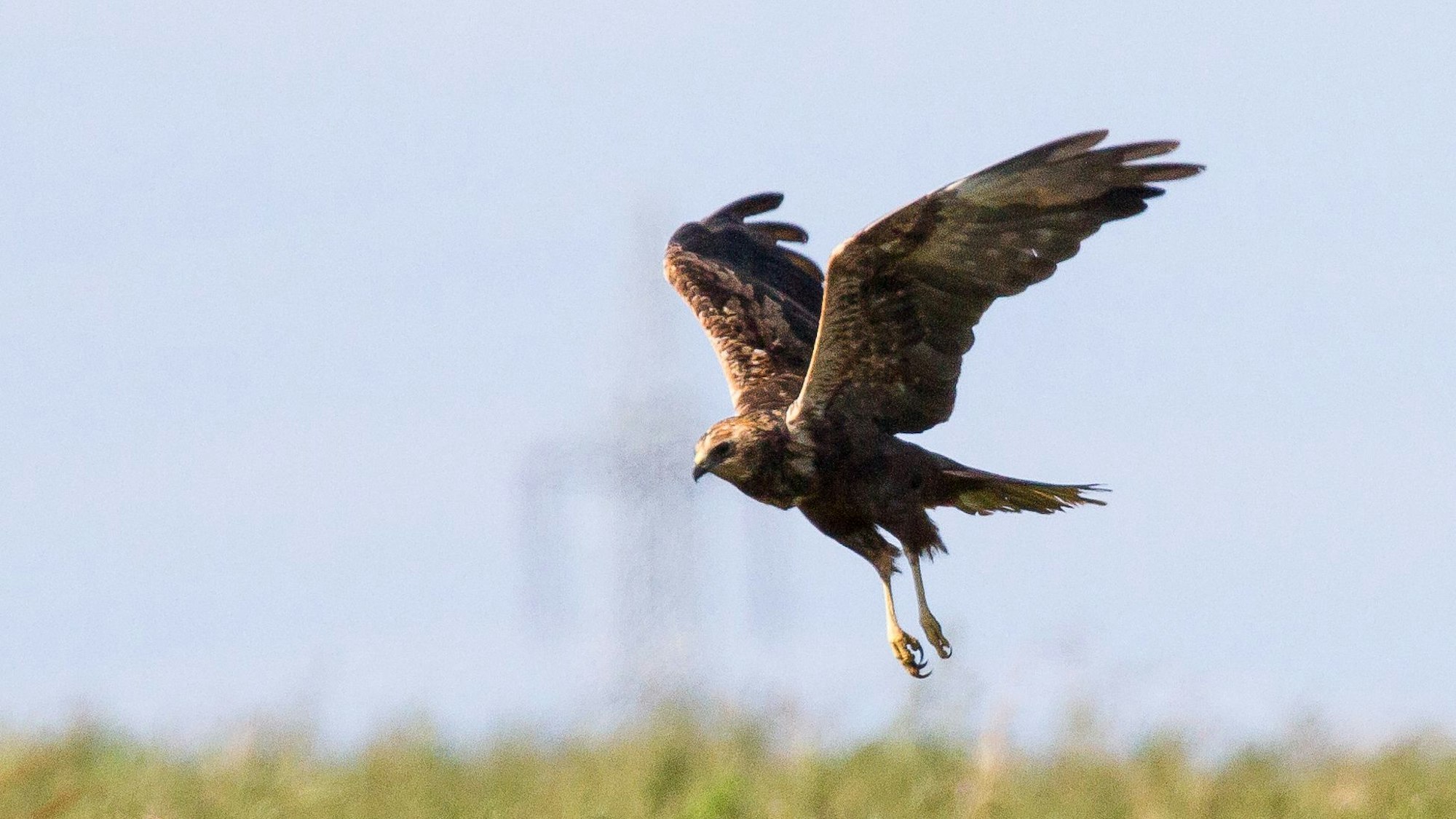 Eine Rohrweihe fliegt mit V-förmig hochgestellten Schwingen.
