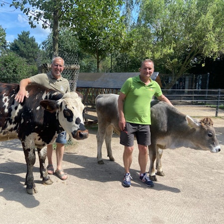 Zwei Männer stehen neben zwei Kühen.