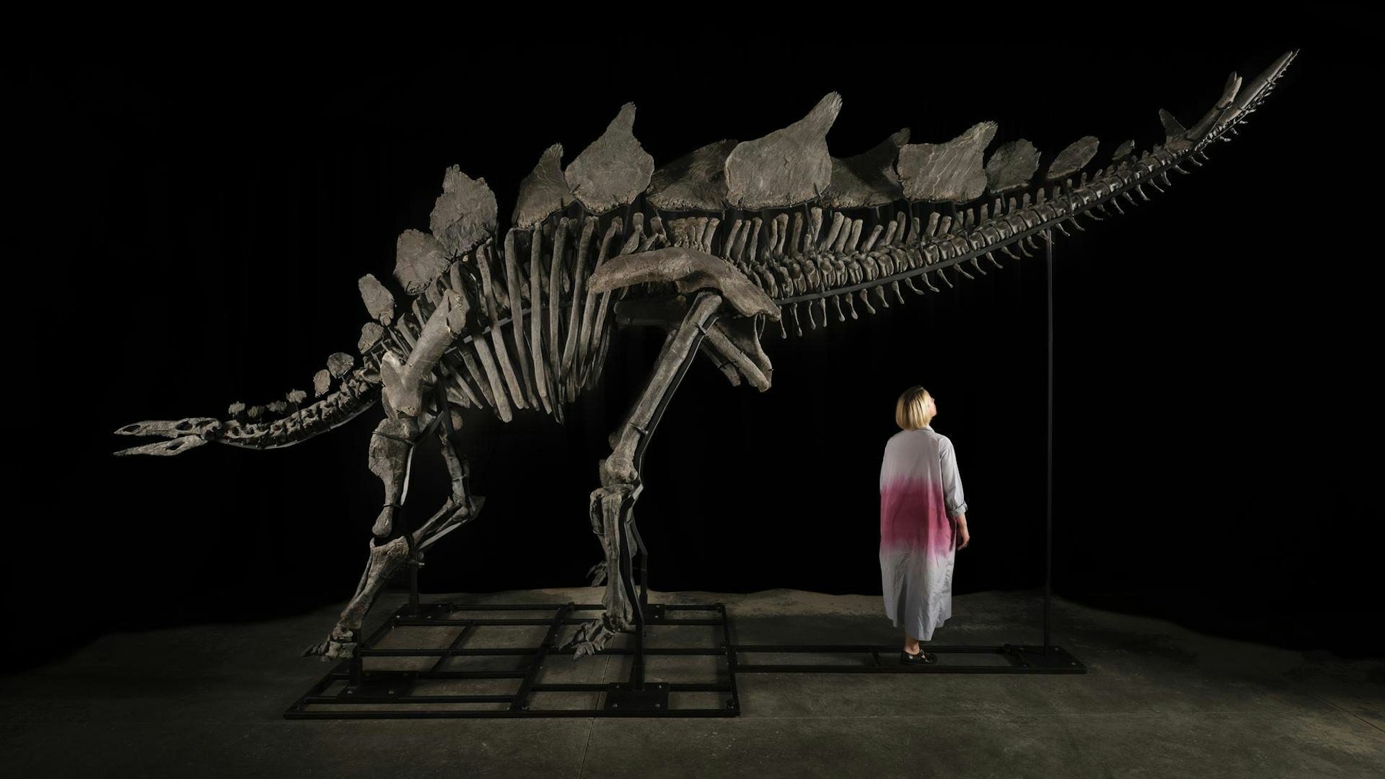 Ein etwa sechs Meter langes und 3,50 Meter hohes Stegosaurus-Skelett mit dem Spitznamen «Apex» steht vor schwarzem Hintergrund.