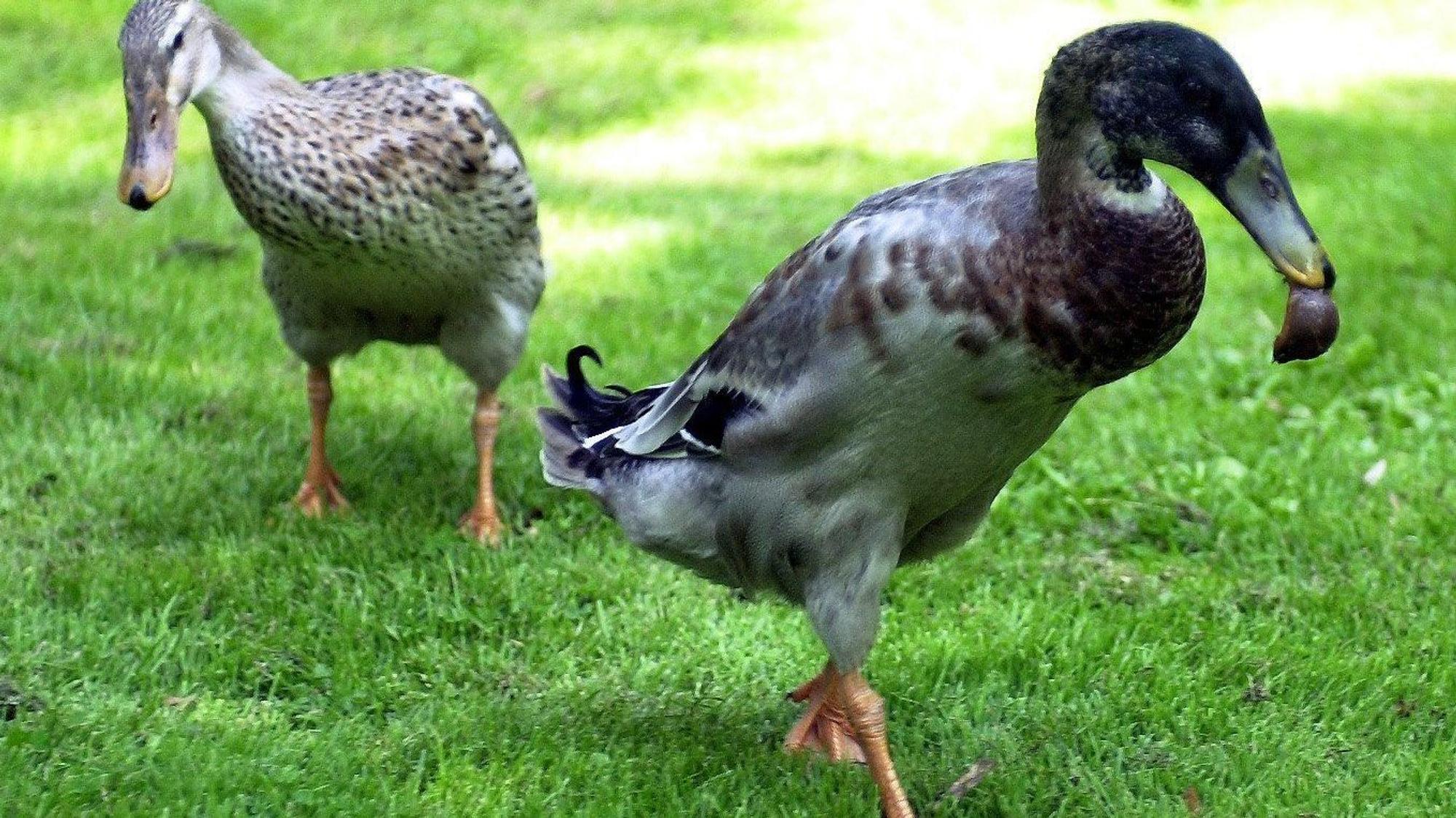 Zwei Enten laufen übers Gras, eine frisst eine Schnecke.