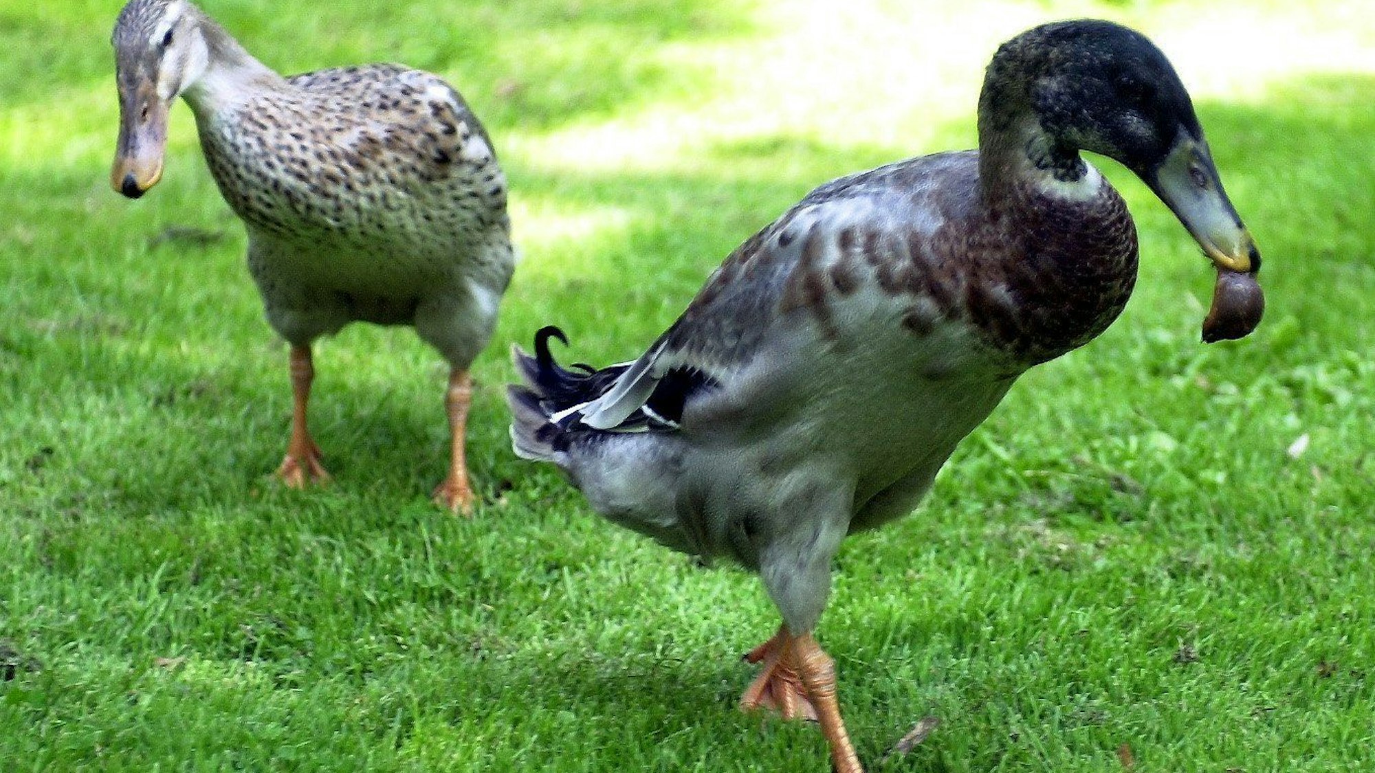 Zwei Enten laufen übers Gras, eine frisst eine Schnecke.