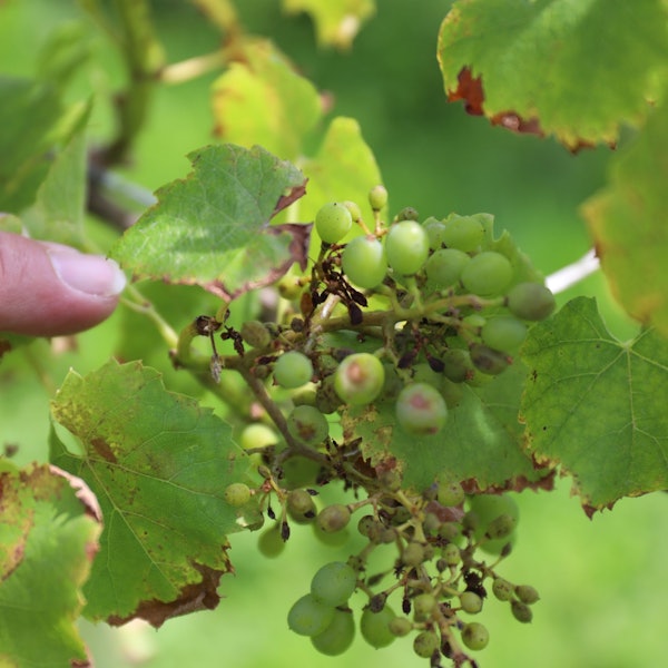 Vom Pilz befallene Trauben verkümmern am Weinstock.
