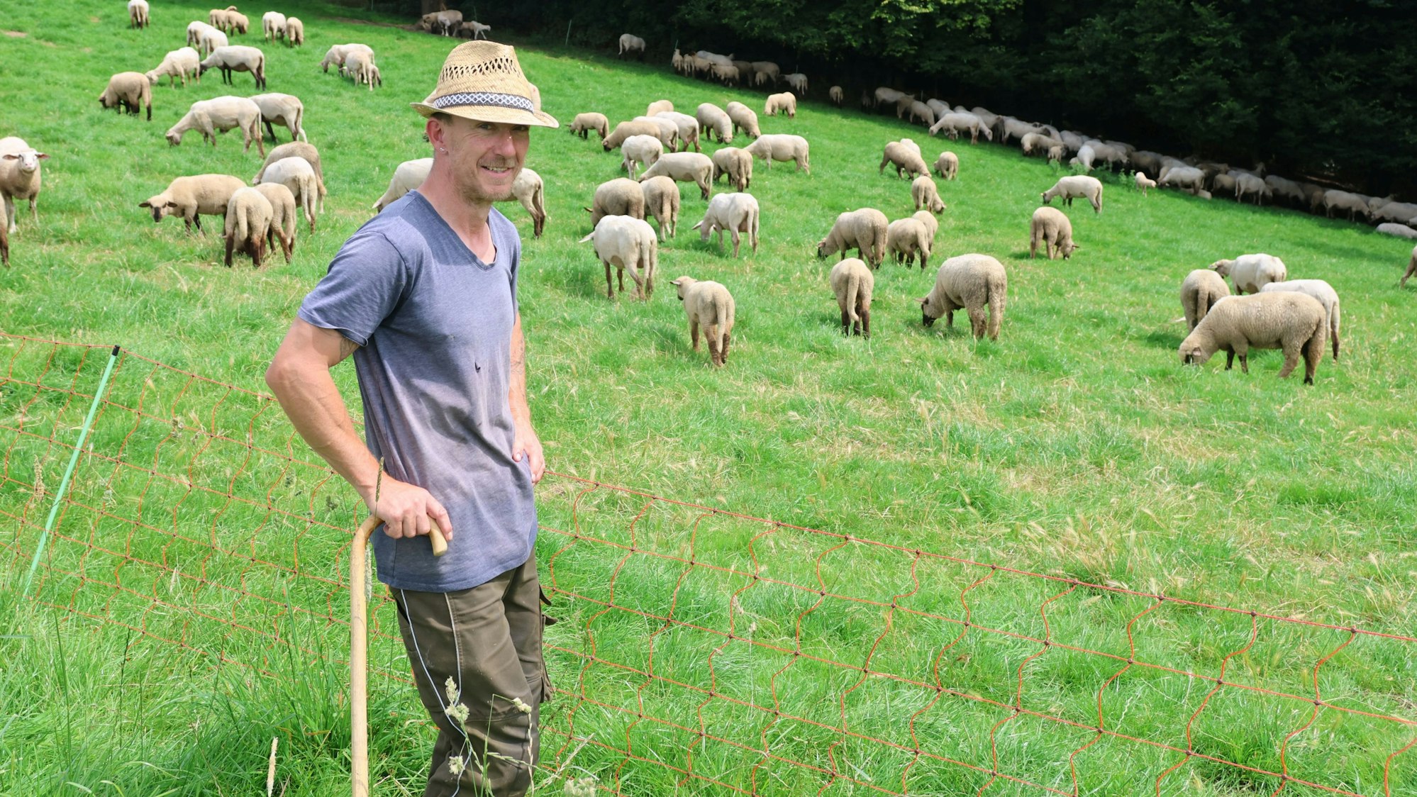 In der Nähe der Waldbröler Ortschaft Hochwald haben der Wanderschäfer Oliver Sachse und seine gut 500 Schafe jüngst Quartier bezogen. Unser Foto zeigt den 42-Jährigen auf seiner Weide.