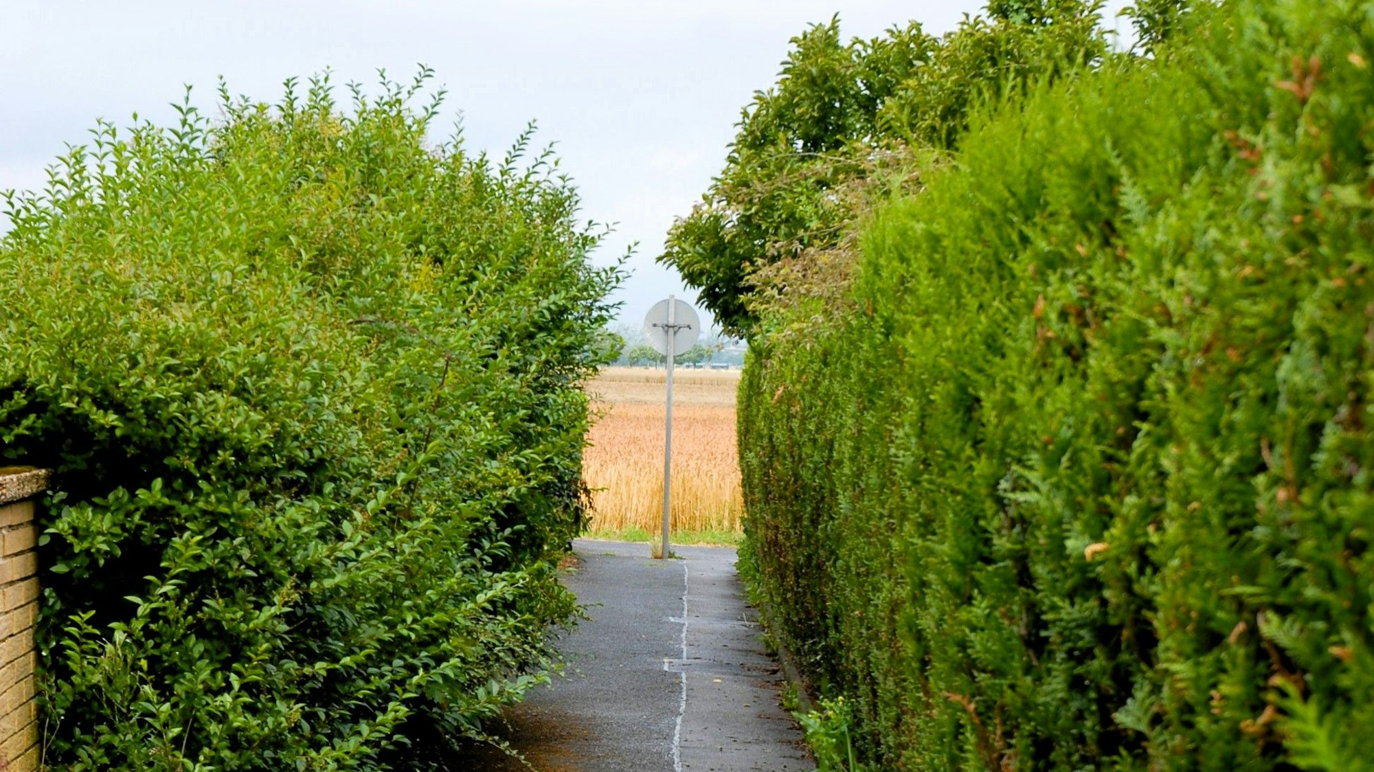 Ein Weg führt zwischen zwei Hecken entlang.