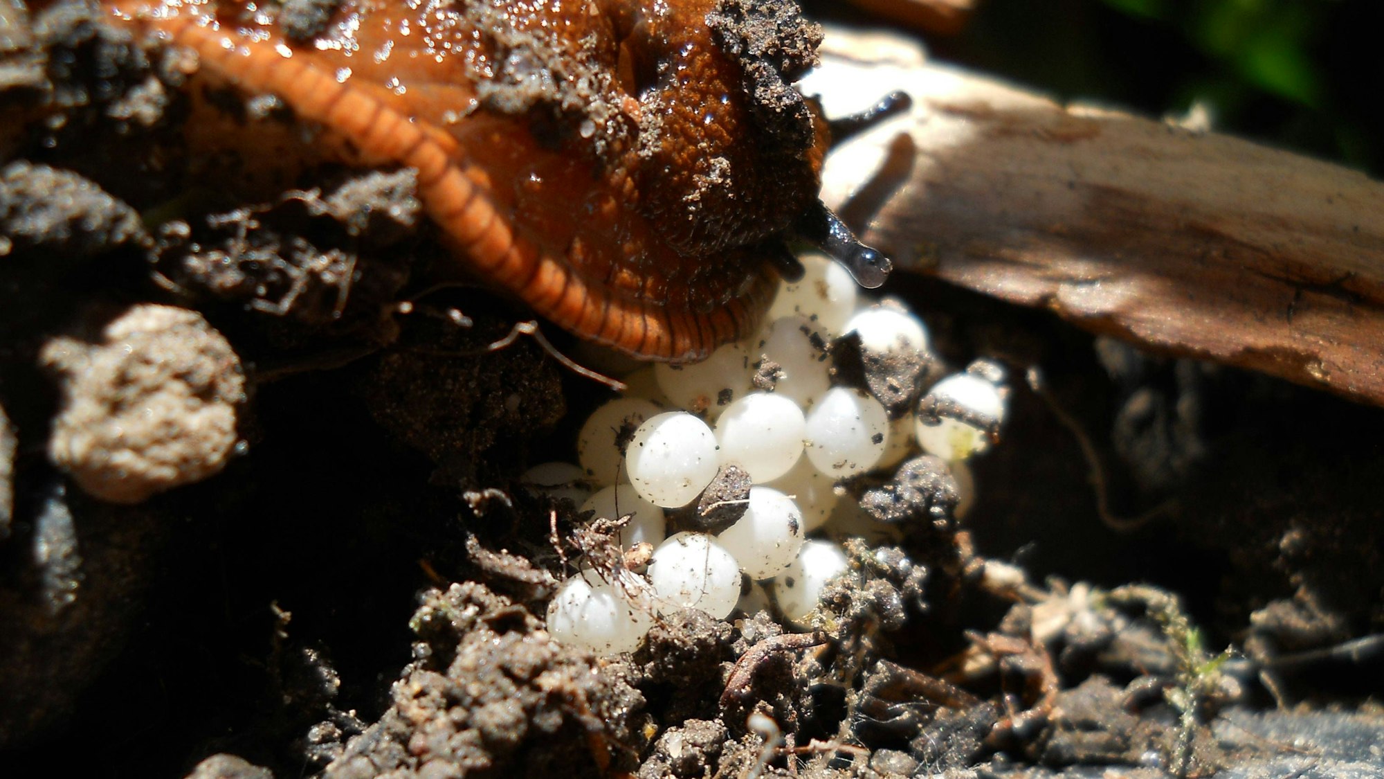 Schneckeneier Schneckeneier Copyright: xZoonar.com/JoergxMikus/TAPx 2698232