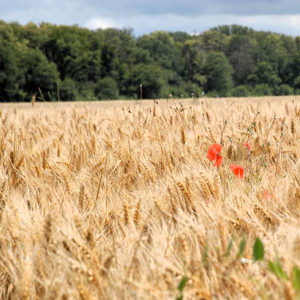 Zu sehen ist ein Kornfeld, auf dem Klatschmohn wächst.