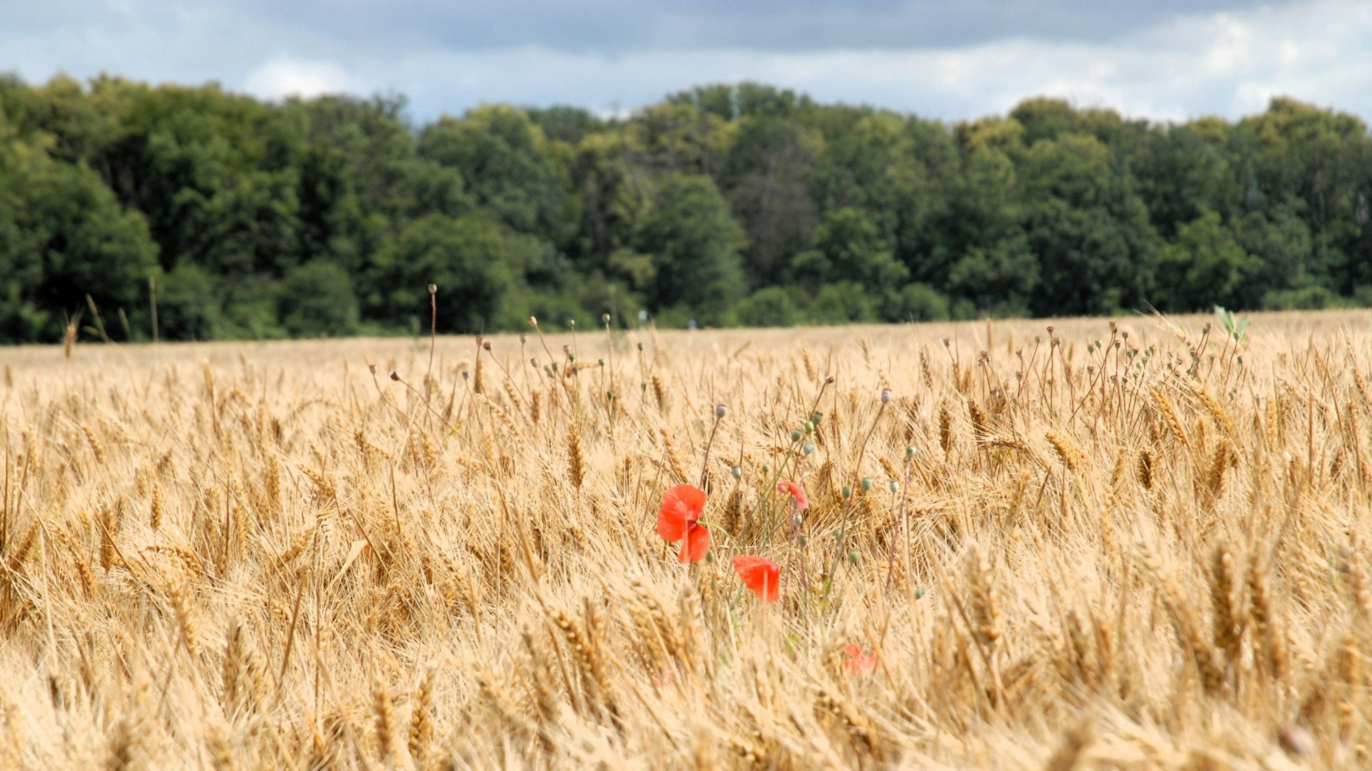Zu sehen ist ein Kornfeld, auf dem Klatschmohn wächst.