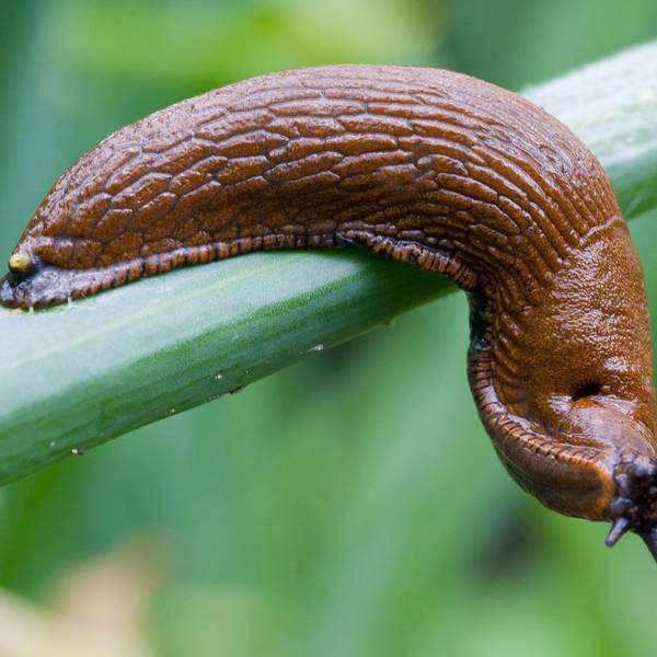 Eine Spanische Wegschnecke kriecht über Zwiebellauch in einem Garten.