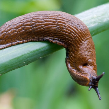 Eine Spanische Wegschnecke kriecht über Zwiebellauch in einem Garten.